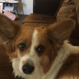 Meet your Posher, Diana